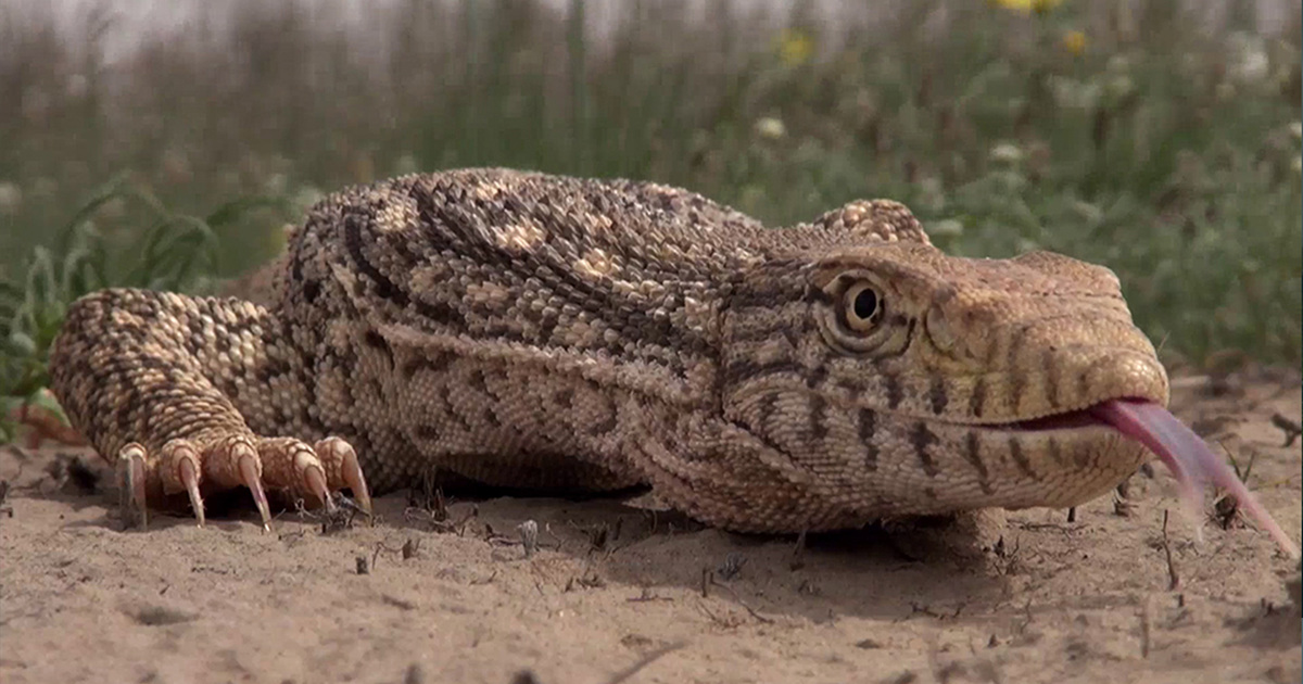Alamto: A Reptile Wonderland - DocPlay
