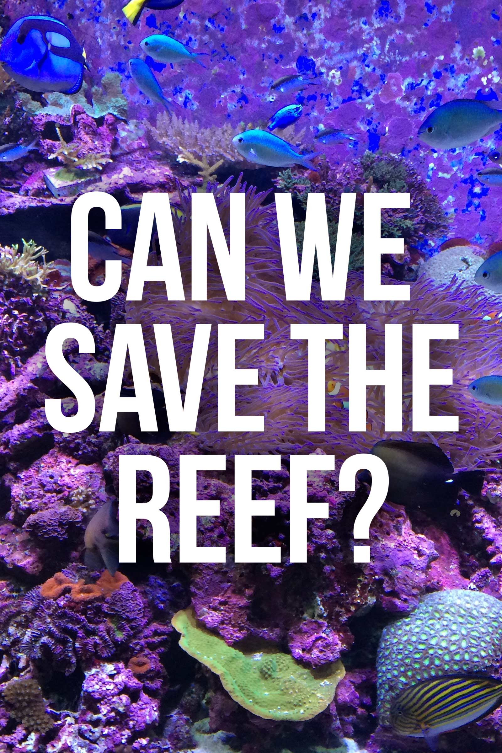 Where to stream Can We Save The Reef?