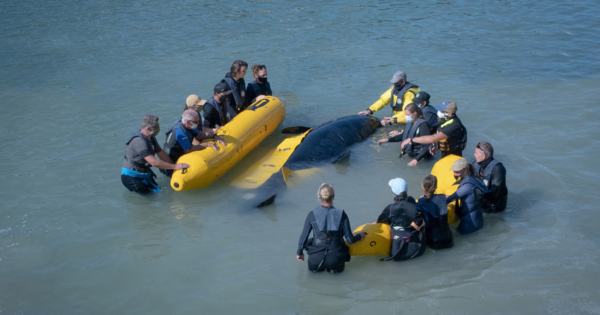 From The Wild Sea Docplay