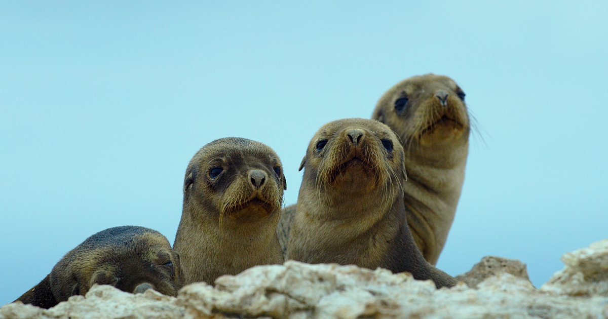 Sea Lions: Life by a Whisker - DocPlay