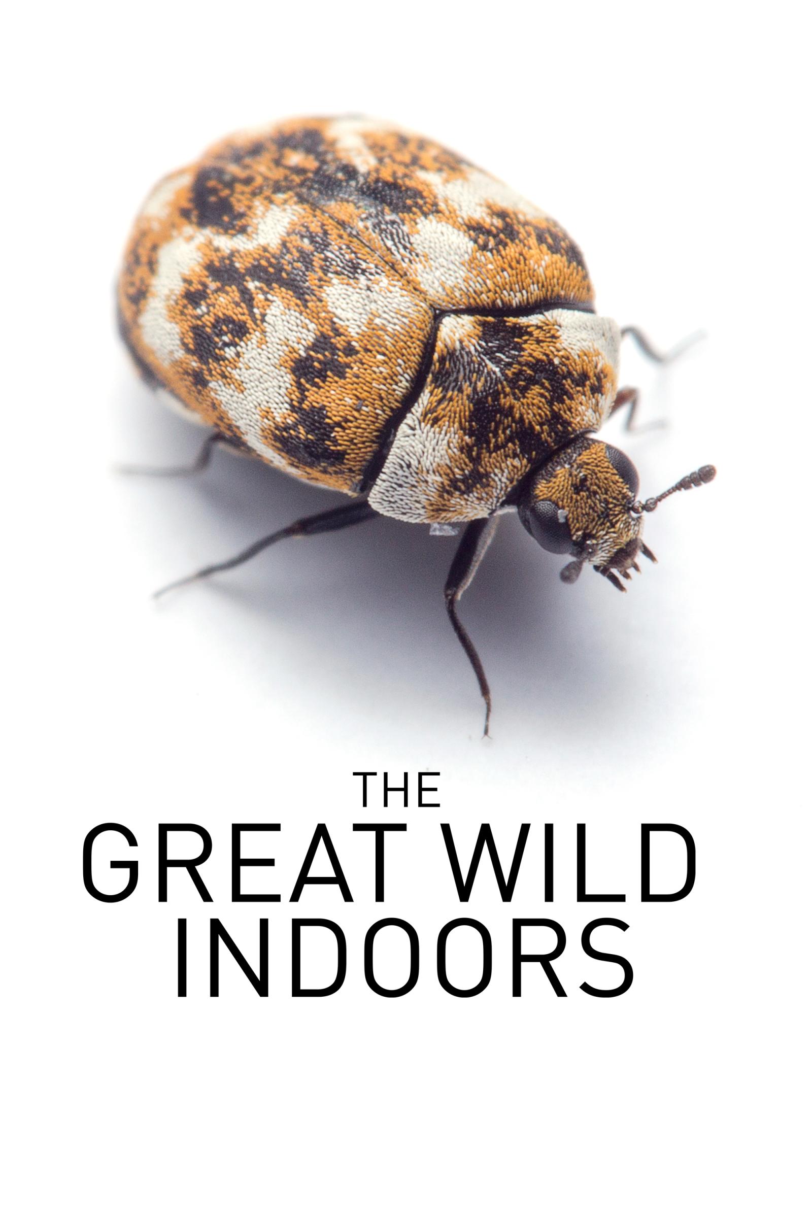 Where to stream The Great Wild Indoors