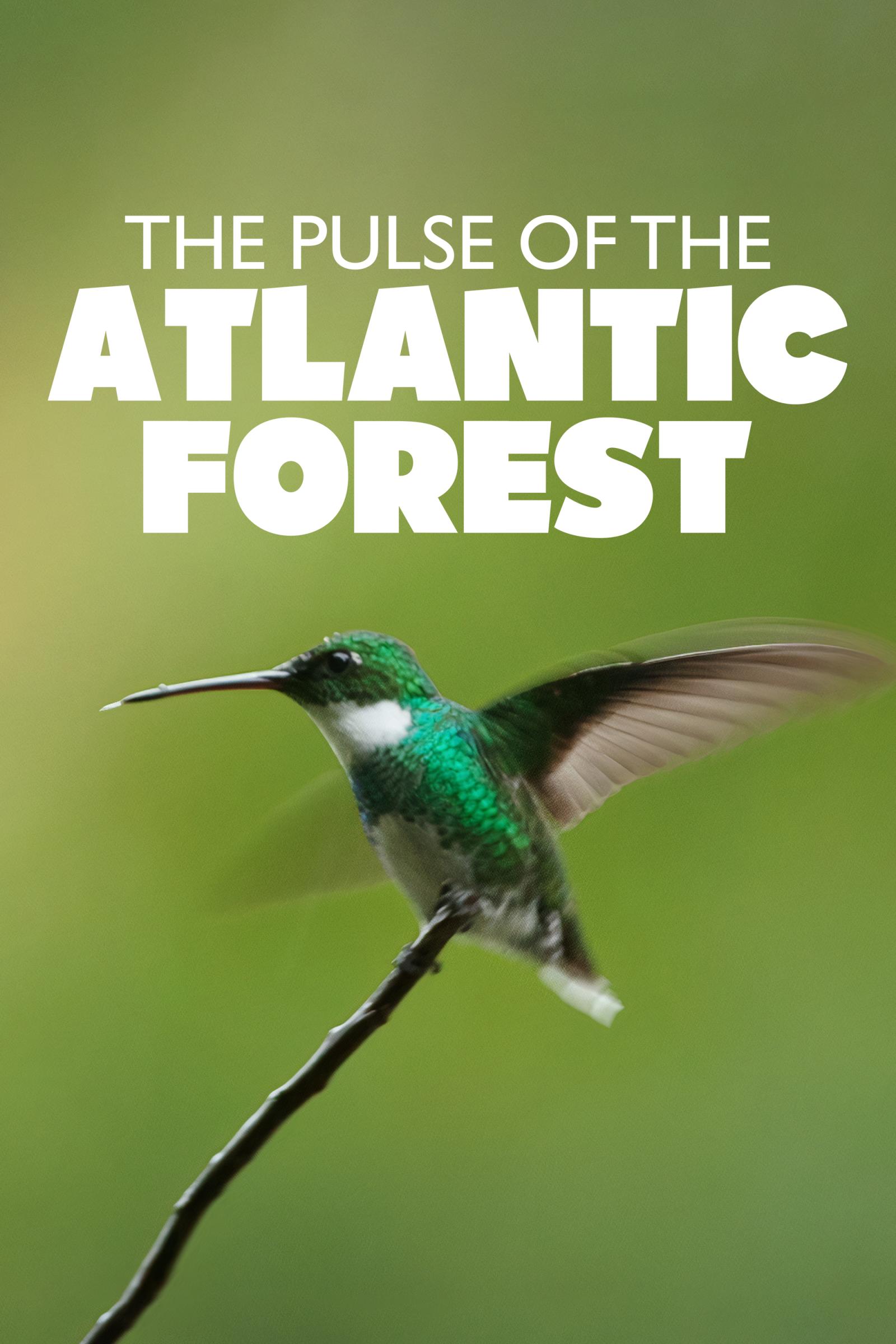 Where to stream The Pulse of the Atlantic Forest