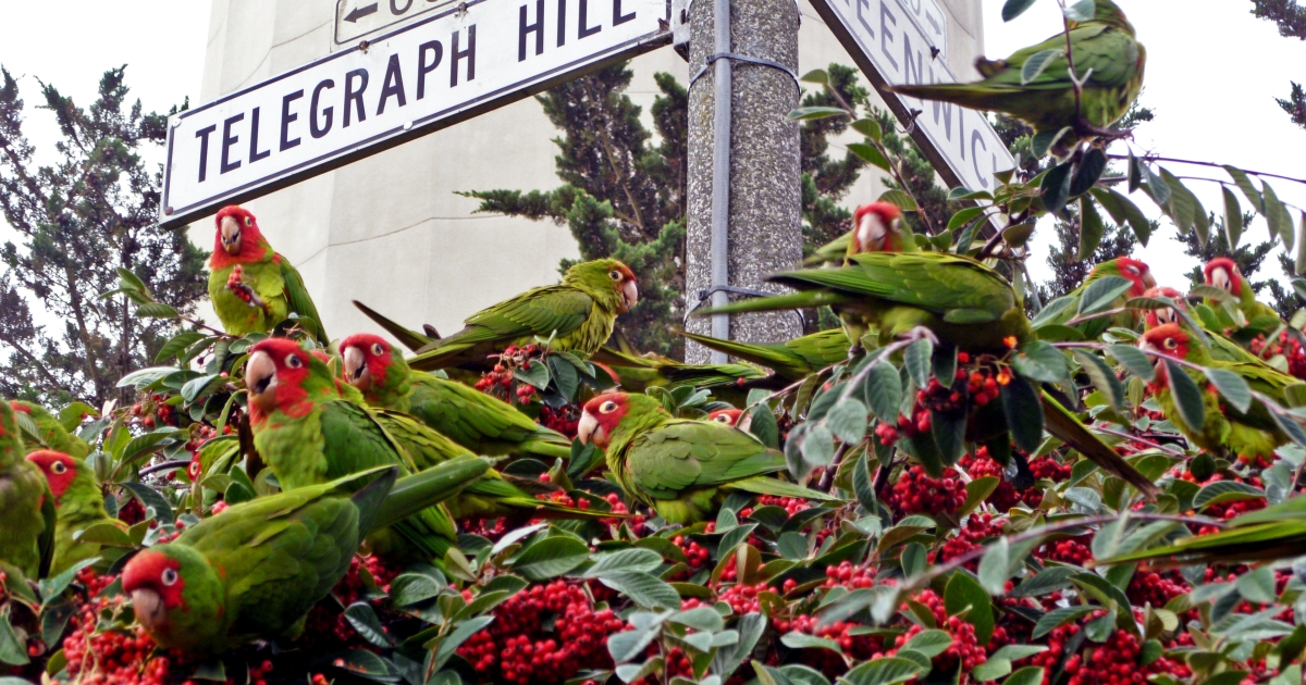 The wild parrots of Telegraph Hill photo 2